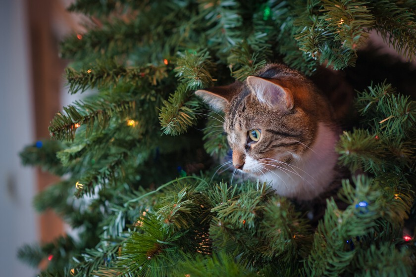 The cat-proof Christmas tree is at Lidl for less than 35 euros
+2023