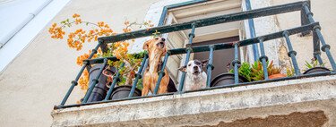 The fine of 10,000 euros because your dog is on the balcony: the true explanation beyond hoaxes 