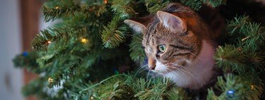 The cat-proof Christmas tree is at Lidl for less than 35 euros  