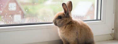Rabbits and other pets that surprisingly could be prohibited with the new Animal Welfare Law 
