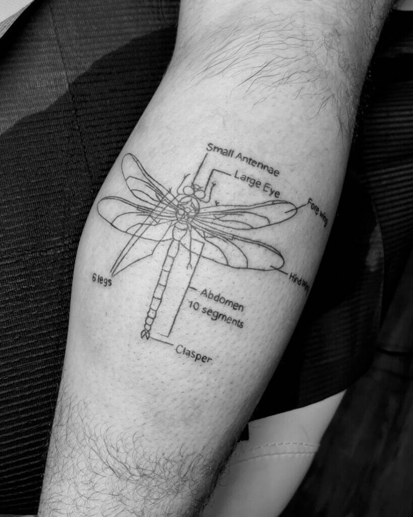 Beautiful dragonfly schematic tattoo