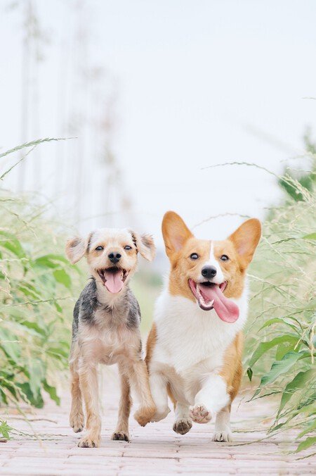 animal welfare law dog insurance