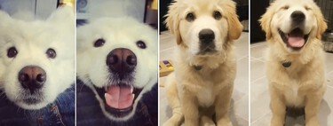 The phrase that makes dogs smile in photos and has gone viral on TikTok