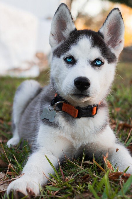 husky siberian dog blue eyes