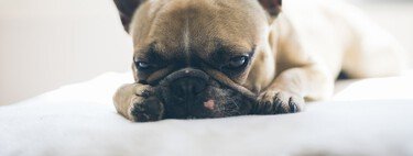 Everything about the French bulldog: 14 loving photos, characteristics, curiosities and origin 