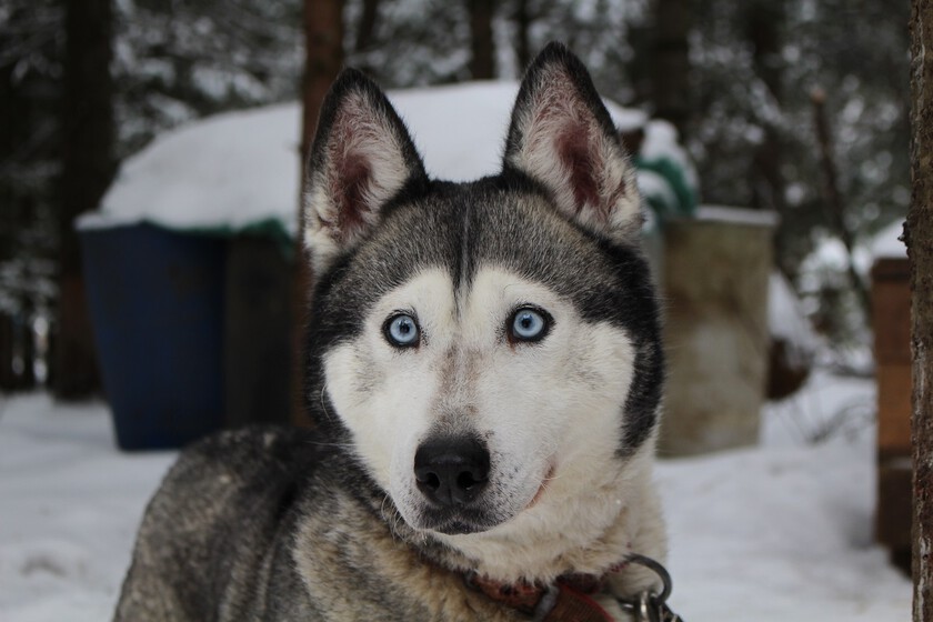 The reason why huskies or Siberian dogs have blue eyes
+2023