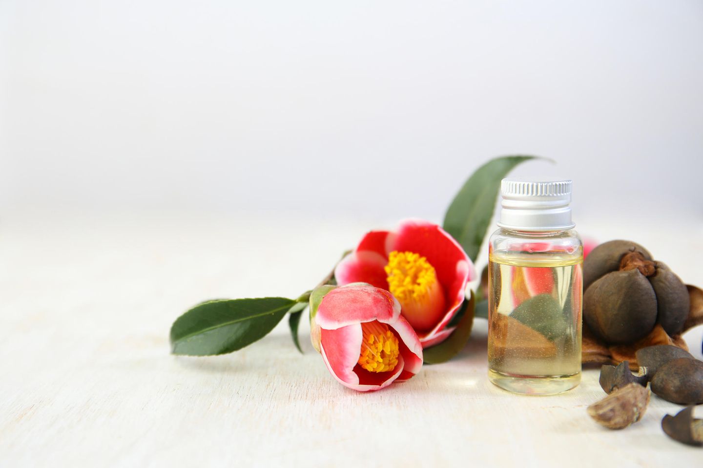 Camellia Oil: Flowers, seeds and oil of camellia
