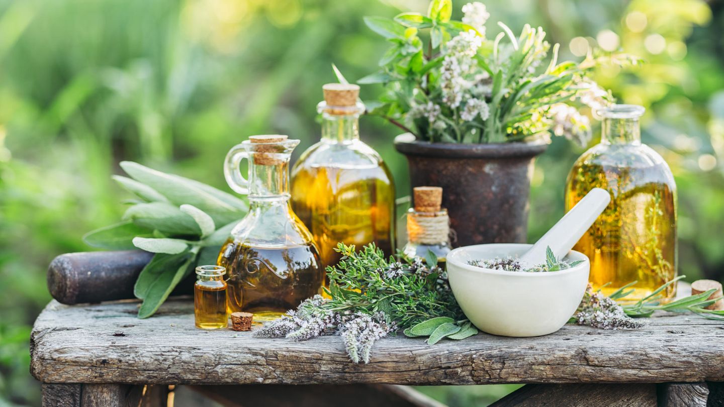 Hair restorer: These 3 plants naturally stimulate growth
+2023
